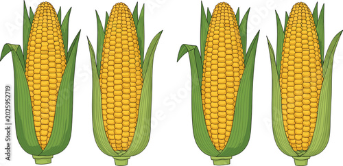 Quadro su tela Fresh organic sweet corn cobs vector illustration set featuring four ripe yellow