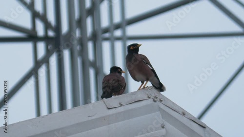 Close up shot of common myna birds perched on a metal roof apex 4K