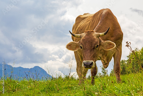 Cuadro en lienzo Kuh - Allgäu - Hörner - Braunvieh - Alpen - Sommer