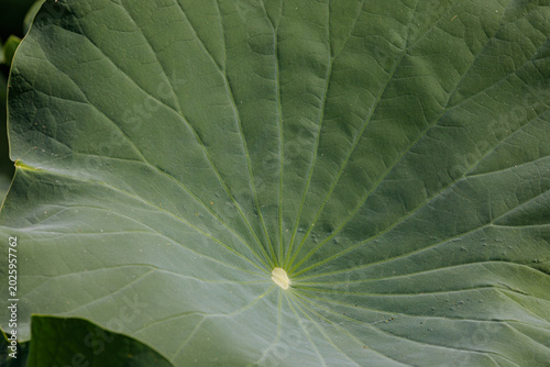background green leaf surface close-up	
