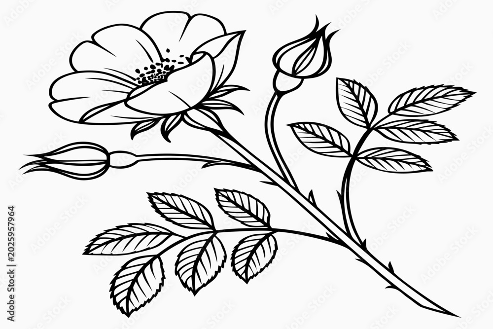 Obraz premium coloring-page line art the morning glory flower black vector