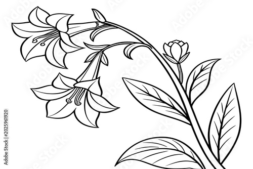 Foto coloring page line art the nightshade flower black vector