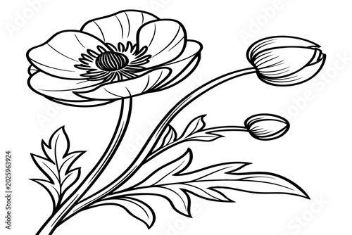 Bild auf Leinwand coloring page line art the pasque flower black vector