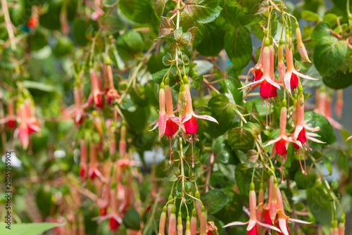 Canvas Print Colorful Fuchsia triphylla flowers dangle among glossy leaves in full bloom