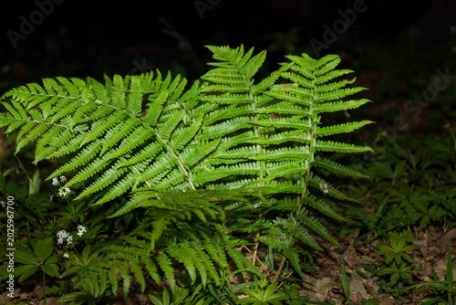 Konstfotografi In a night or shaded forest, a green fern bush with lush carved leaves stands out brightly
