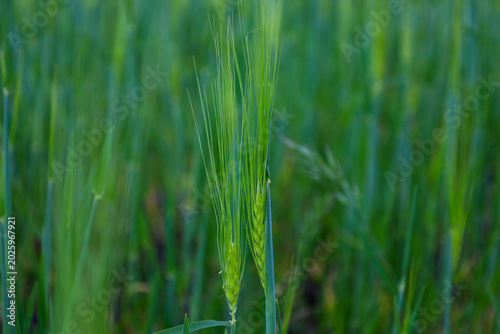 Billede på lærred ​A young green ear of barley or wheat with long awns stands out against a lush blurred field