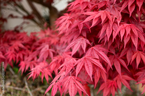 Acer Palmatum tree in the garden