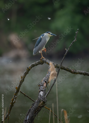 Foto black-crowned night heron