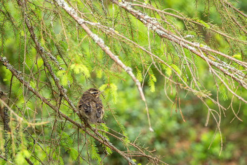 Tableau sur toile Juvenile redwing (Turdus iliacus) perched on thin spruce branch in old-growth fo