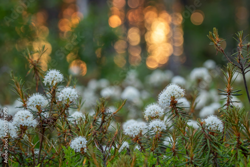 Wild rosemary (Rhododendron tomentosum) blooming on summer morning in Finnish nature