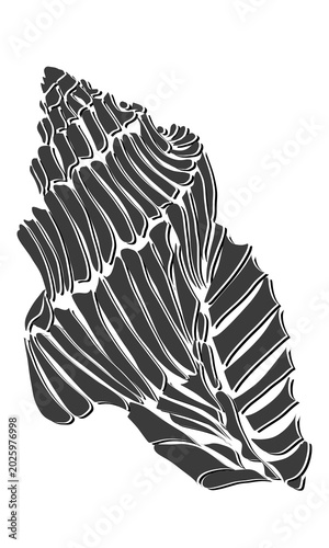 Seashell engraving vintage graphic illustration 