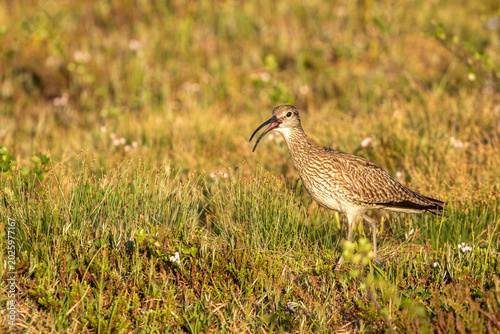 Numenius phaeopus, common whimbrel walking in the bog and calling on a sunny summer night in Northern Finland