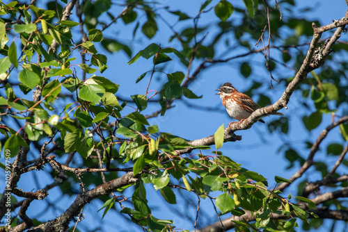 Male rustic bunting, Emberiza rustica perched on a branch and singing in Finnish nature, during summer in Northern Europe
