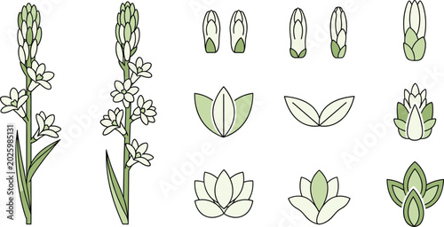 Fotografija Tuberose icon vector illustration set with flat white flowers green buds leaves outlines isolated on white background