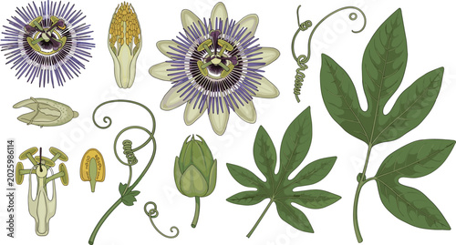Foto Passion flower vector illustration set with detailed botanical elements leaves buds tendrils isolated on white background