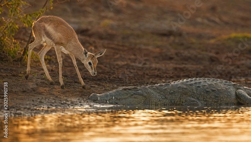 Young gazelle cautiously approaching a crocodile on riverbank in golden hour light. 