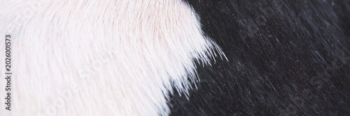 Fotografía Black And White Cow Fur Closeup Showing Short Smooth Hair Pattern On Hide Horizontal Crop With Clear Contrast And Natural Animal Coat Texture In Neutral Lighting