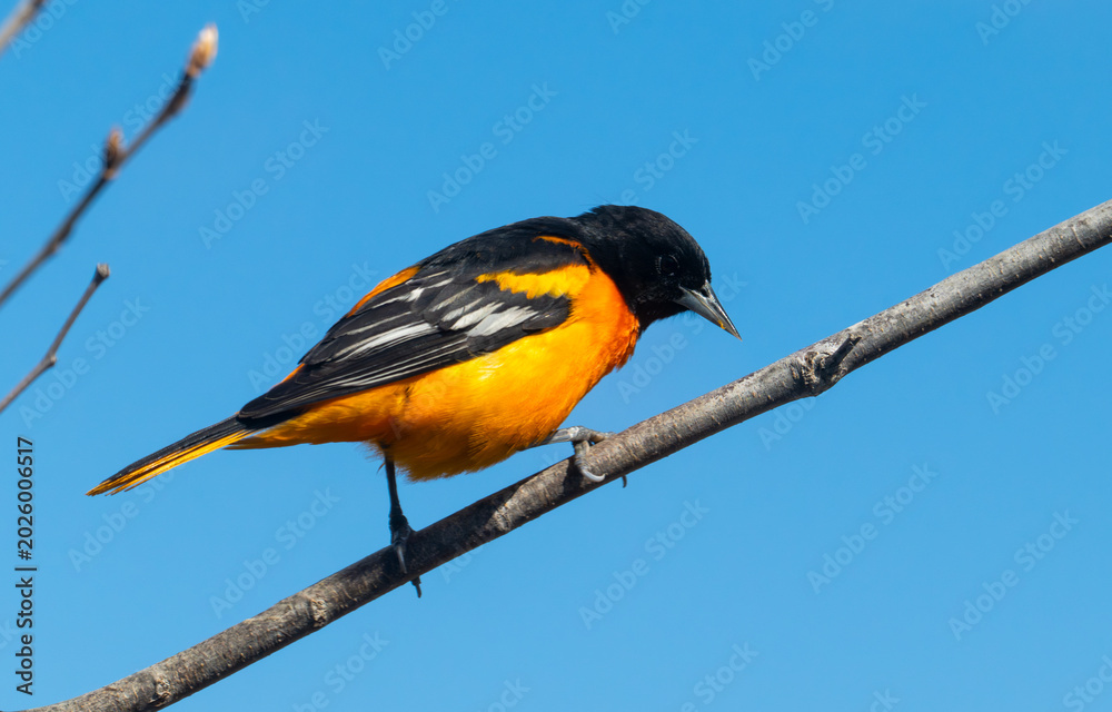 Fototapeta premium Baltimore oriole perched on branch