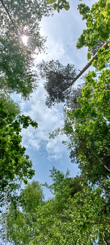 Tree tops in the forest on a summer day, blue sky in the forest.