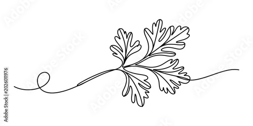 Cuadro en lienzo Continuous single line drawing of a fresh cilantro herb leaf for cooking and hea