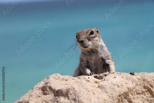 Tableau sur toile Barbary Ground Squirrel Portrait on Fuerteventura