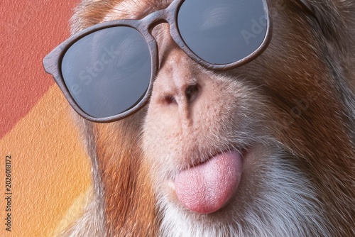 Monkey wearing sunglasses shows off personality in colorful setting