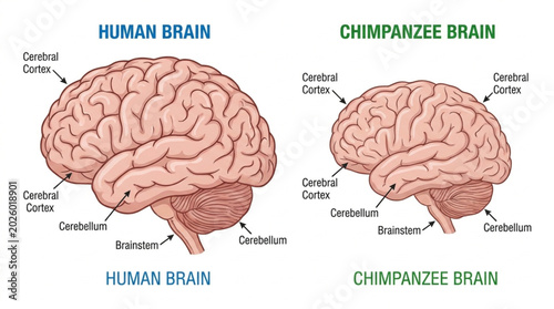 Photos Comparison of Human and Chimpanzee Brain Anatomy Side by Side.