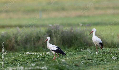 Fotografie White storks walking through rural field in Podlaskie Voivodeship