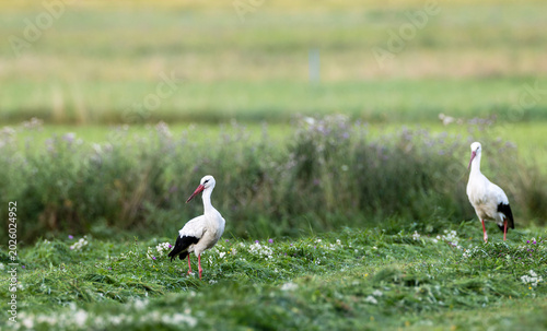 Fotografie White storks standing in green field in Hajnowka