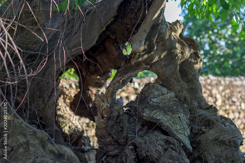 Fototapeta premium Old gnarled tree trunk texture