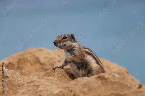 Schilderij op canvas Barbary Ground Squirrel on Sandy Rocks