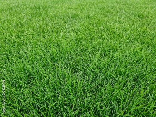 Vibrant green grass lawn background texture