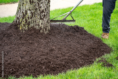 Landscaper raking fresh mulch around bushes in street 