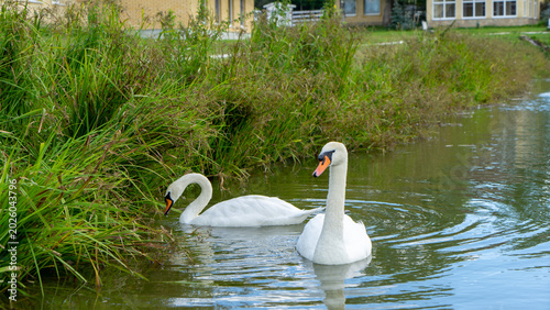 Photos Mute swan or cygnus olor is species of swan and member of waterfowl family Anatidae