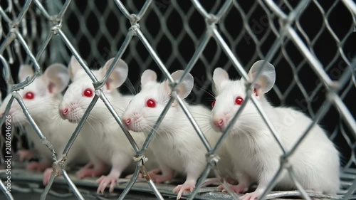 Row of white lab mice with red eyes inside a wire cage for medical testing and drug research, science concept