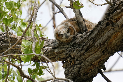 Branching - Great horned owlet