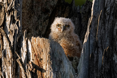 Great horned owlet