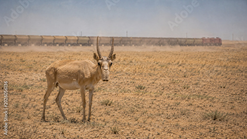 Antelope standing in dusty field with train in background  
