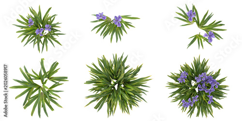 Collection of Iris plants on transparent background from the top view