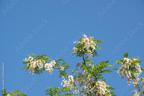 White acacia blossoms in full bloom against a clear blue sky. Beautiful flowering black locust tree branch in spring. Nature background with copy space.