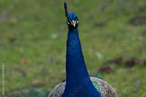 Majestic Peacock Portrait