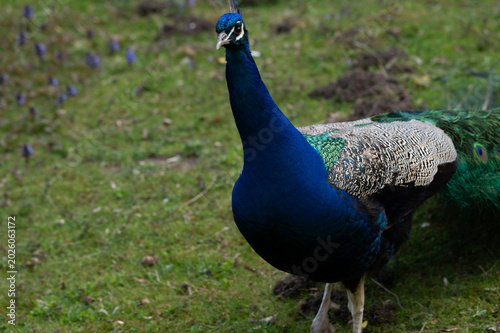 Majestic Peacock in Bloom
