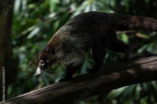 Coati on a Branch