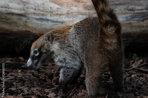 Coati Foraging in Stellingen