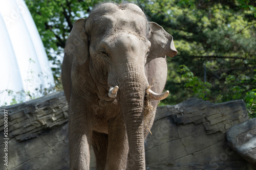 Majestic Asian Elephant