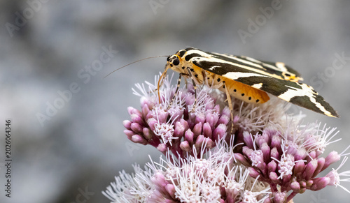 Euplagia quadripunctaria in French highlands, Auvergne, Cantal, France