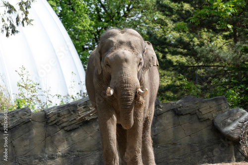 Majestic Asian Elephant in its Habitat