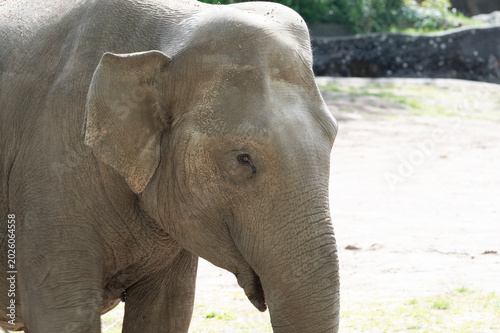 Gentle Giant: Asian Elephant Portrait