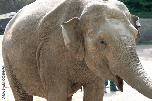 Majestic Asian Elephant in Captivity
