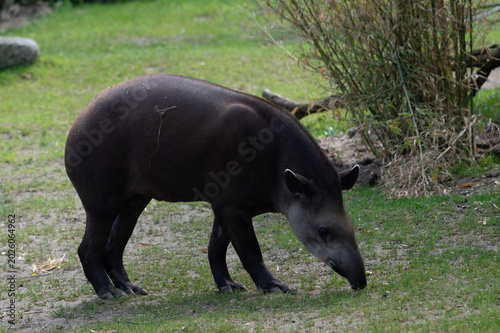 Young Brazilian Tapir Foraging